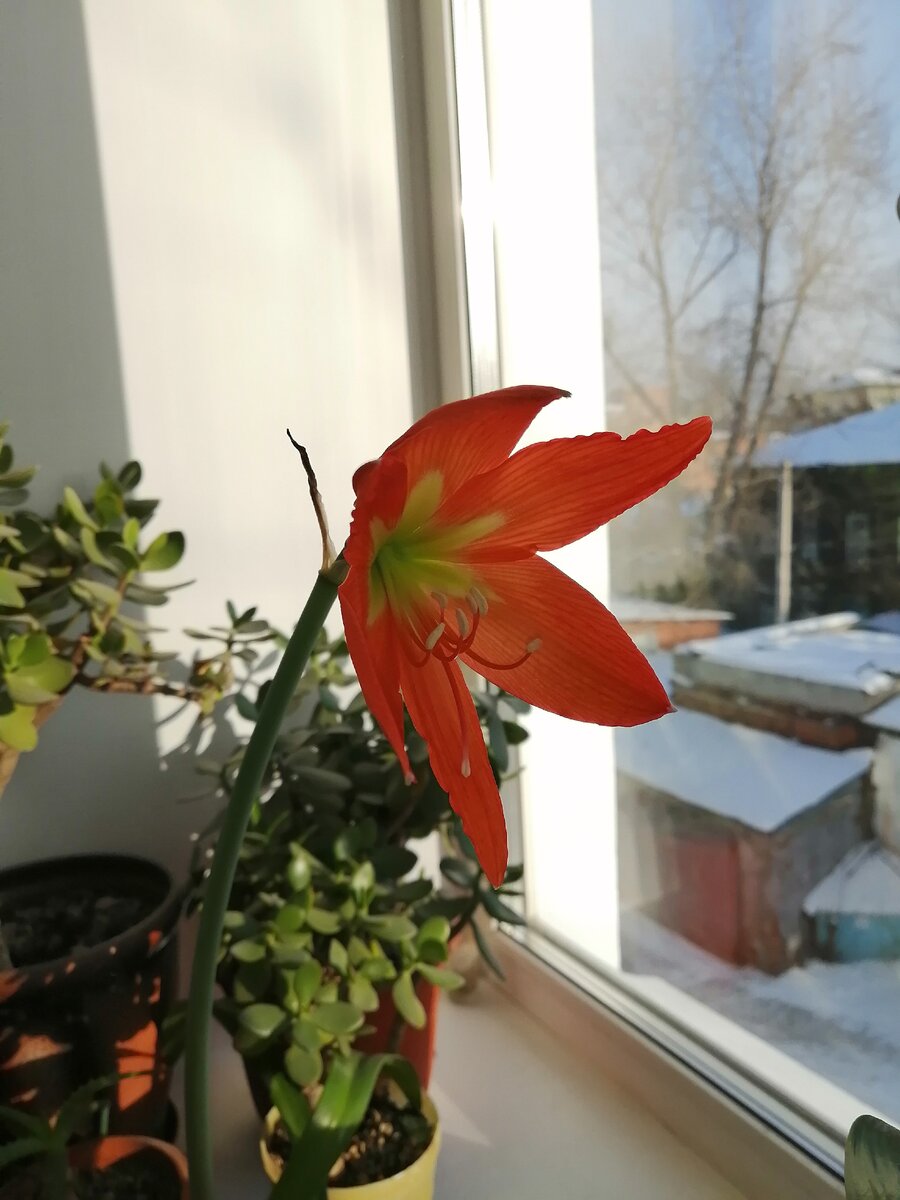 Фото автора Цветёт мой гиппеаструм