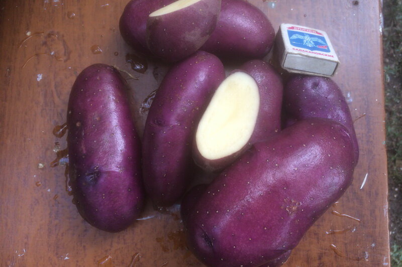 Сорт Василёк. Картофель нашего урожая 2020 года. Фото автора.