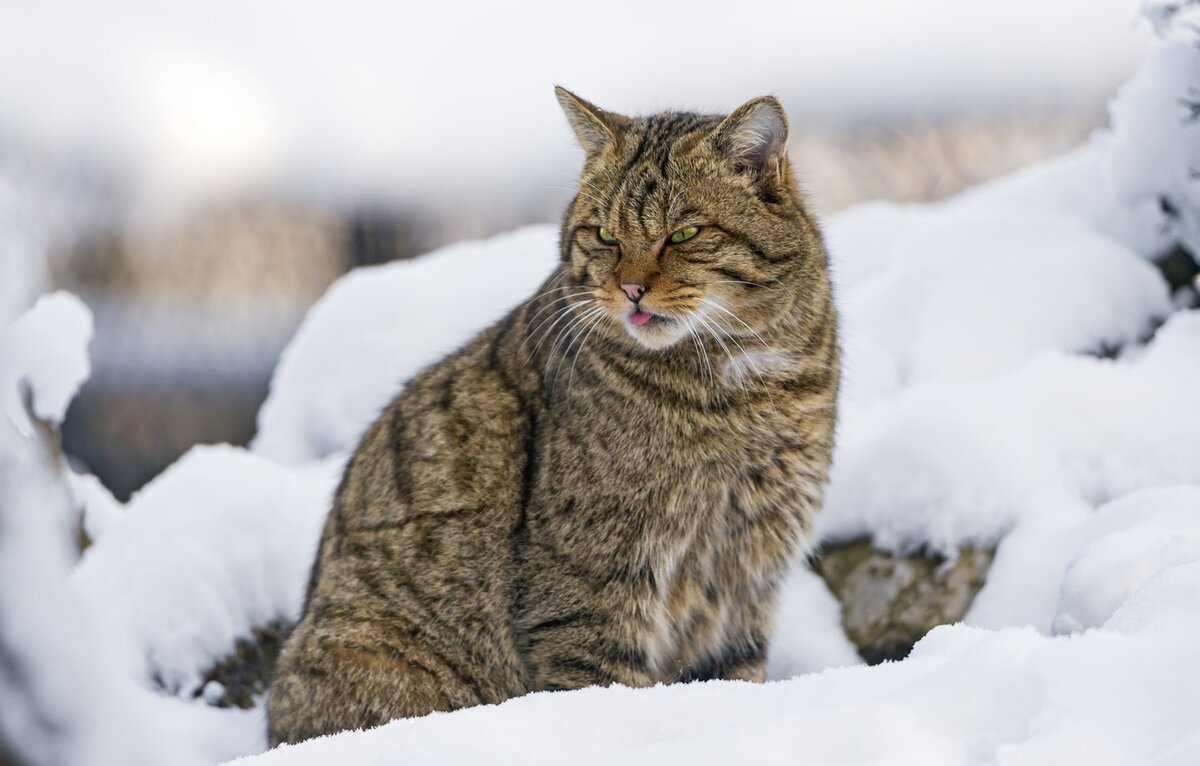 Дикая Лесная Кавказская кошка