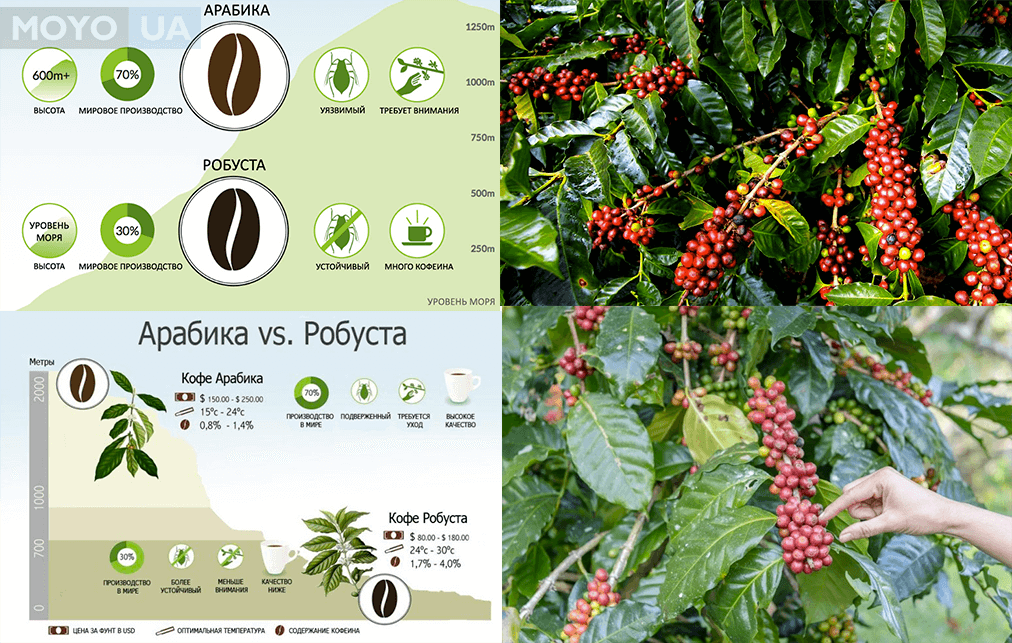 Сорт кофе Робуста и Арабика отличия. Сорта кофе Арабика и Робуста. Кофе Робуста в зернах. Дерево арабики и робусты.
