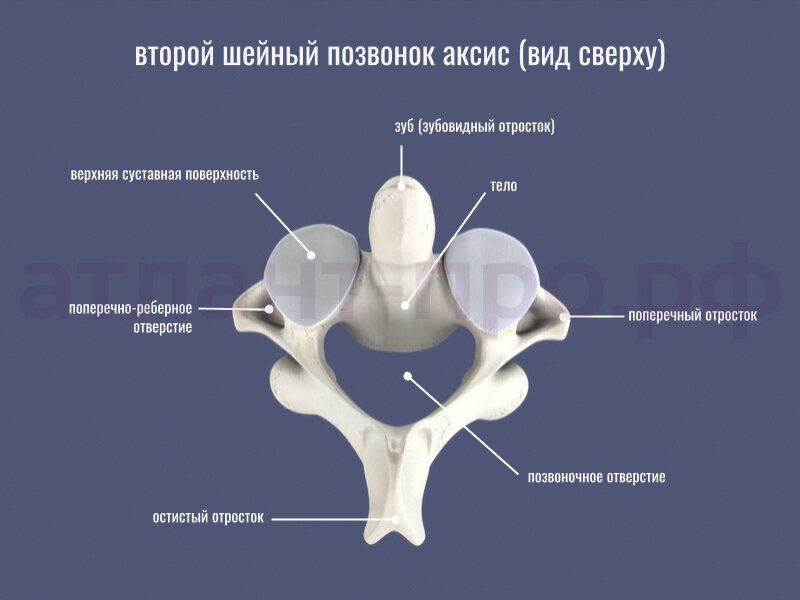 https://xn----7sba7blhgimd.xn--p1ai/articles/atlant-pervyj-shejnyj-pozvonok/