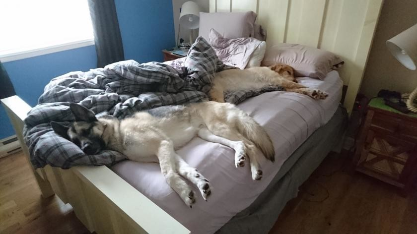 Смешные животные дома. Много котов в квартире. Место хозяина в доме. Русская изба мужской угол. Место хозяина в доме.