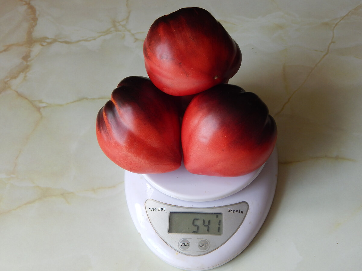 Томат Сержант Пеппер (Sgt. Pepper). Фото автора