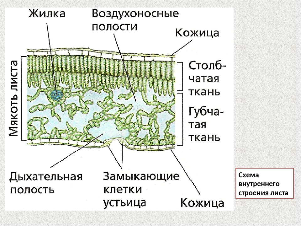 Лист строение. Схема внутреннего строения листа. Схема внутреннего строения листа на поперечном разрезе. Внутреннее строение листа 6 класс биология. Схема внутреннего строения листа биология 6 класс.
