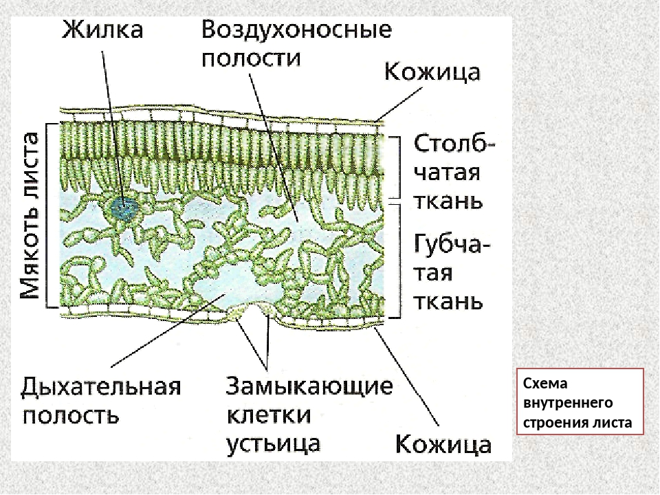 Основное строение листа. Схема внутреннего строения листа. Схема внутреннего строения листа на поперечном разрезе. Внутреннее строение листа 6 класс биология. Схема внутреннего строения листа биология 6 класс.