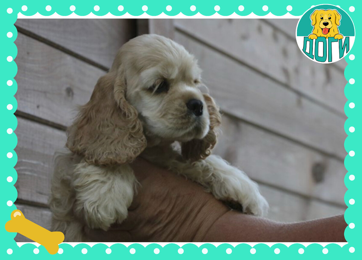 Щенок. Фото в свободном доступе