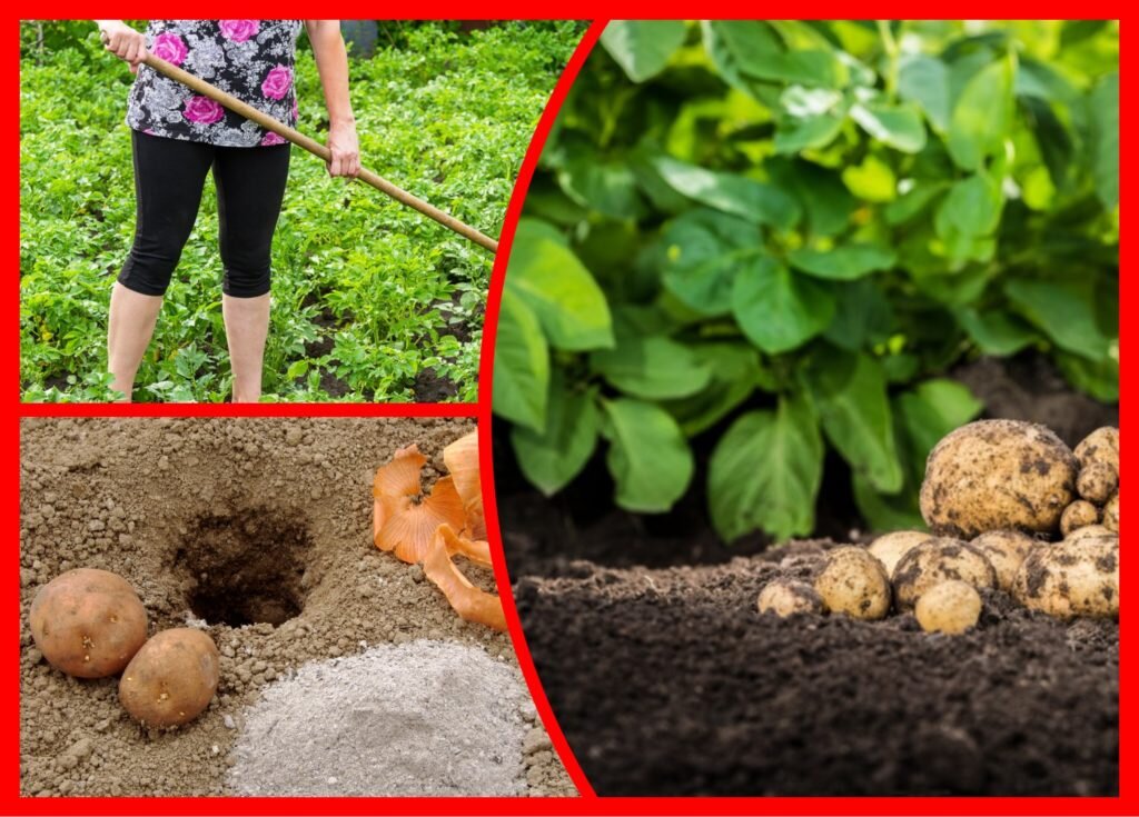 Картофель. (Фото используется по стандартной лицензии ©ogorodnye-shpargalki.ru)