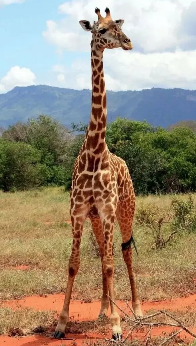 Из интернета.