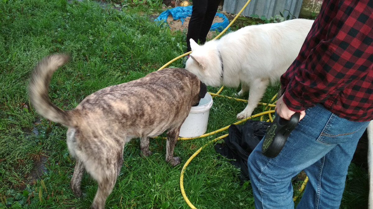 Торик и Близард. Конец лета 2021.