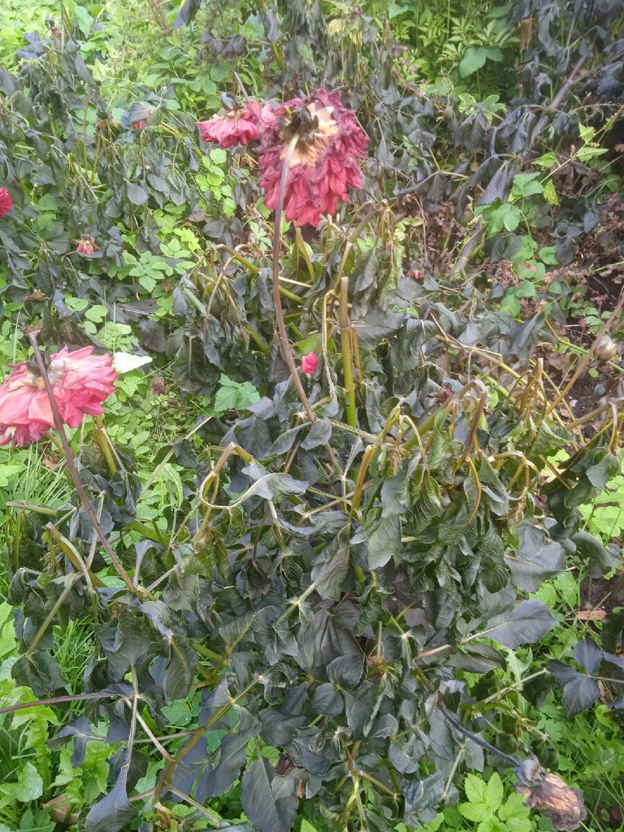 Георгины заморозка не перенесли