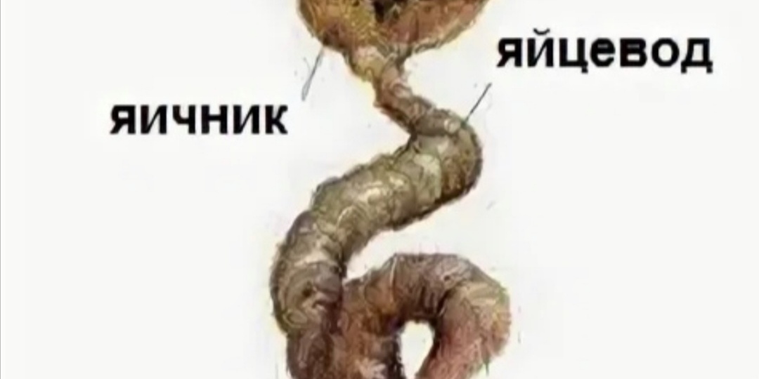 Выпадение яйцевода у перепелочки