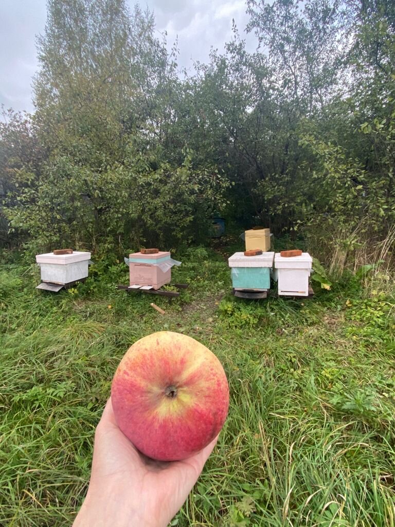 Наши яблоки очень вкусные, но они не заменят тёплого моря зимой(((