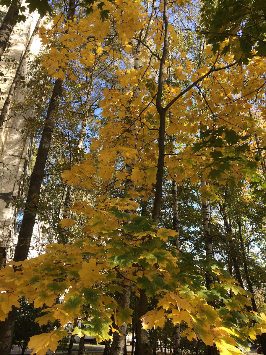 Фото автора статьи. Осень жизни, как и осень года, надо, не  скорбя, благословить? 
Листайте галерею.