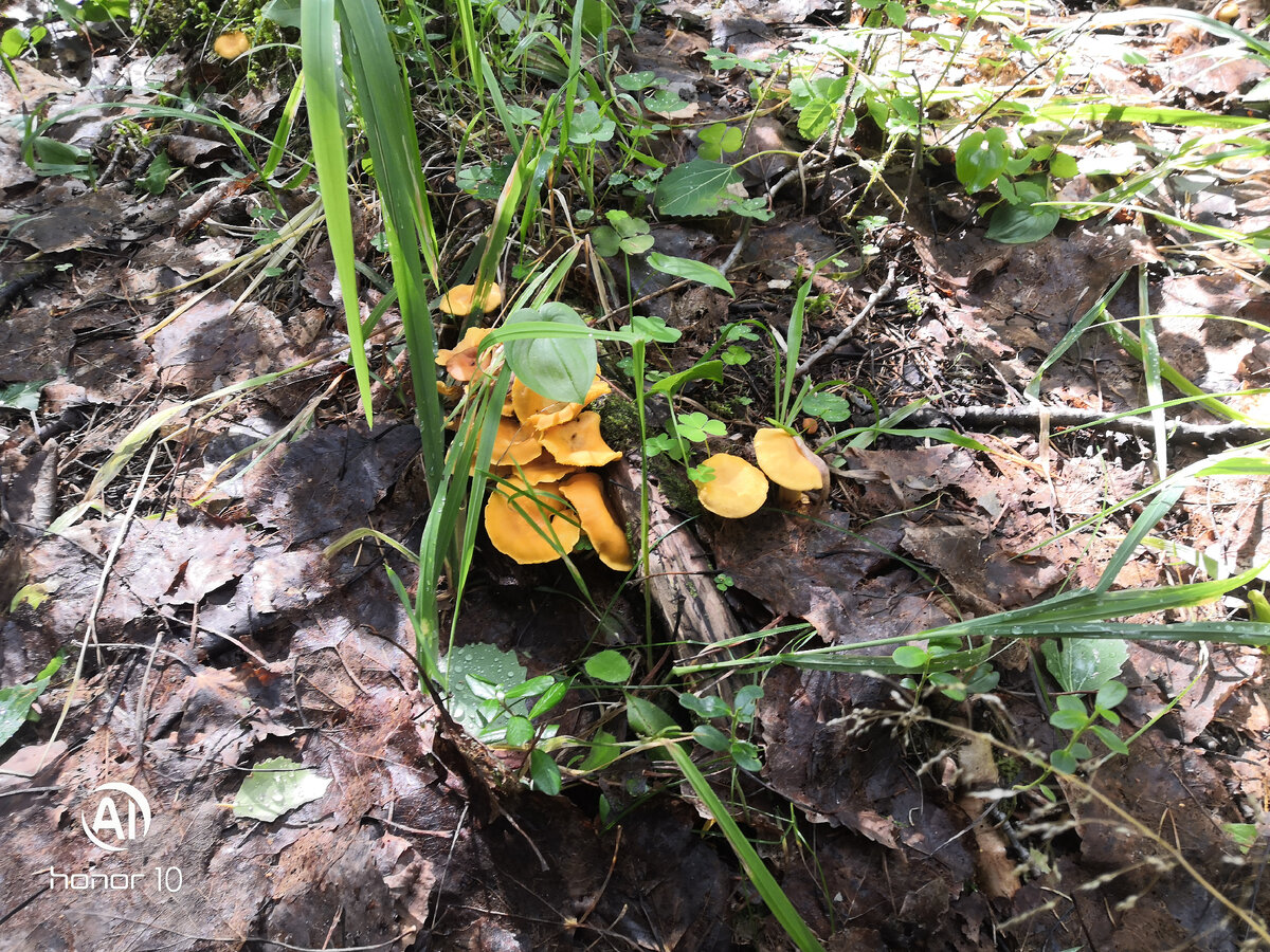 Панораму всей поляны снять не додумался, фотографии сделаны с одной точки вокруг меня.