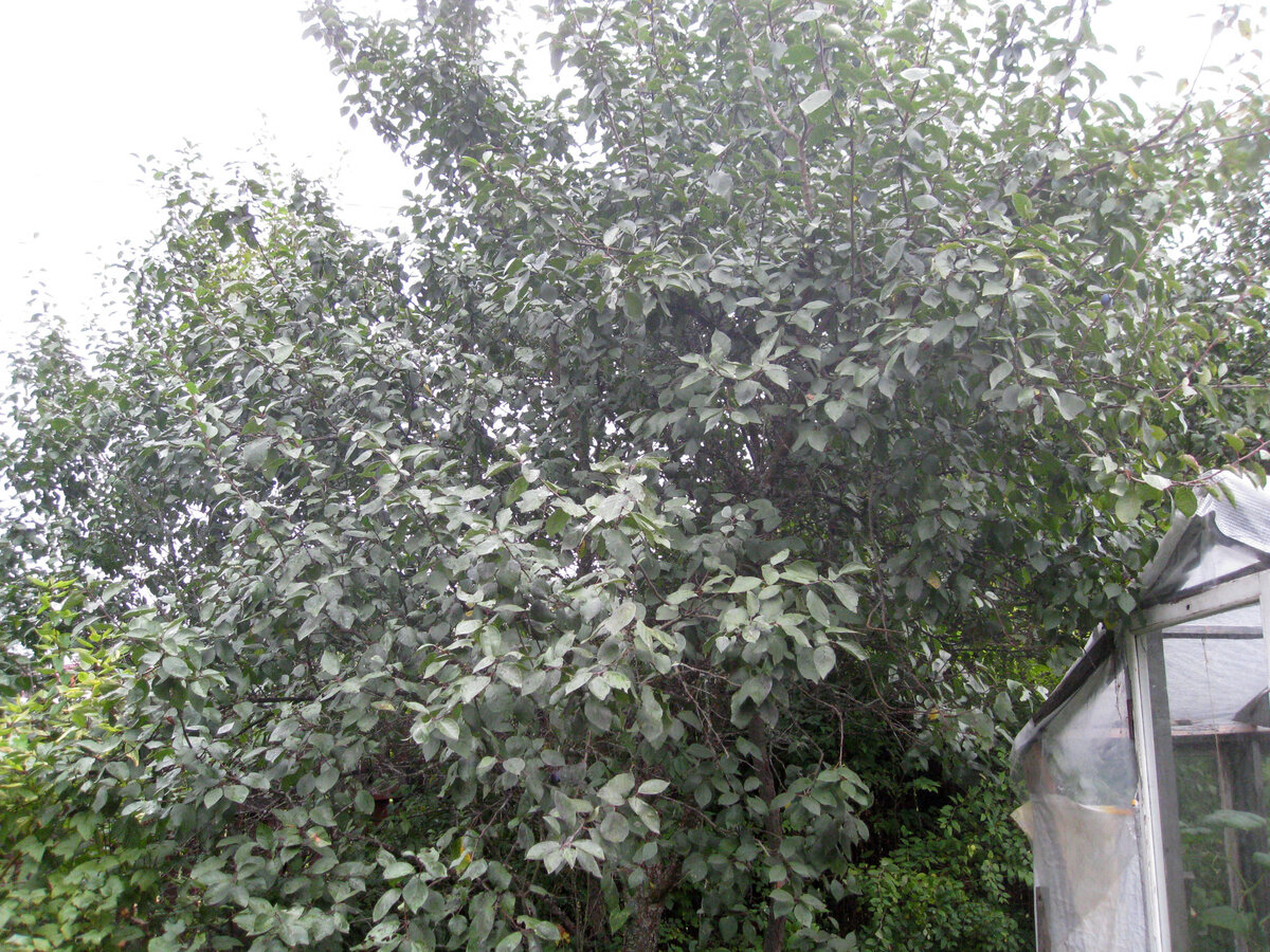 Та самая слива...