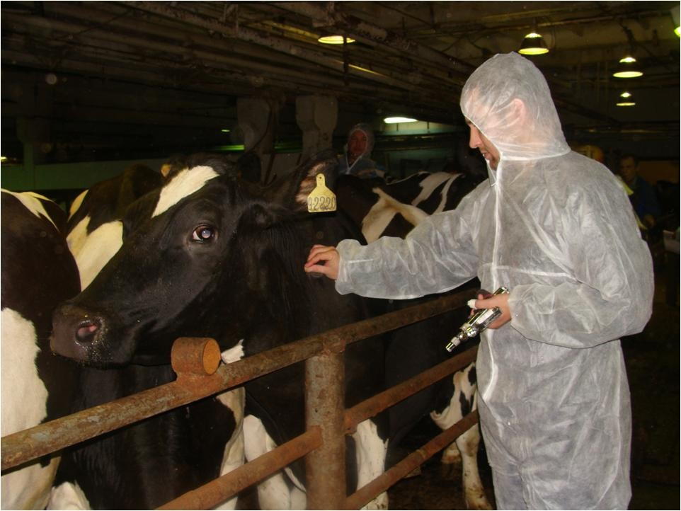 Вакцинация крупного рогатого скота. Фото из интернета.