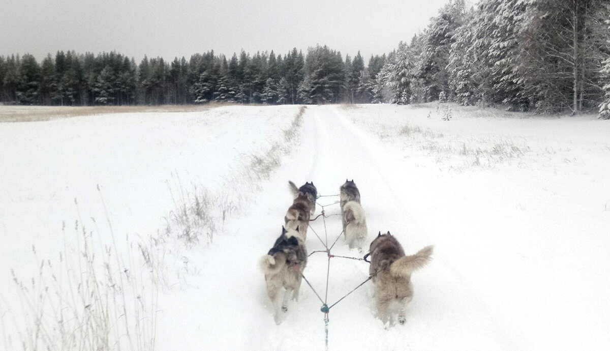 Шестёрка резвых хаски-скакунов. Хвосты по ветру.