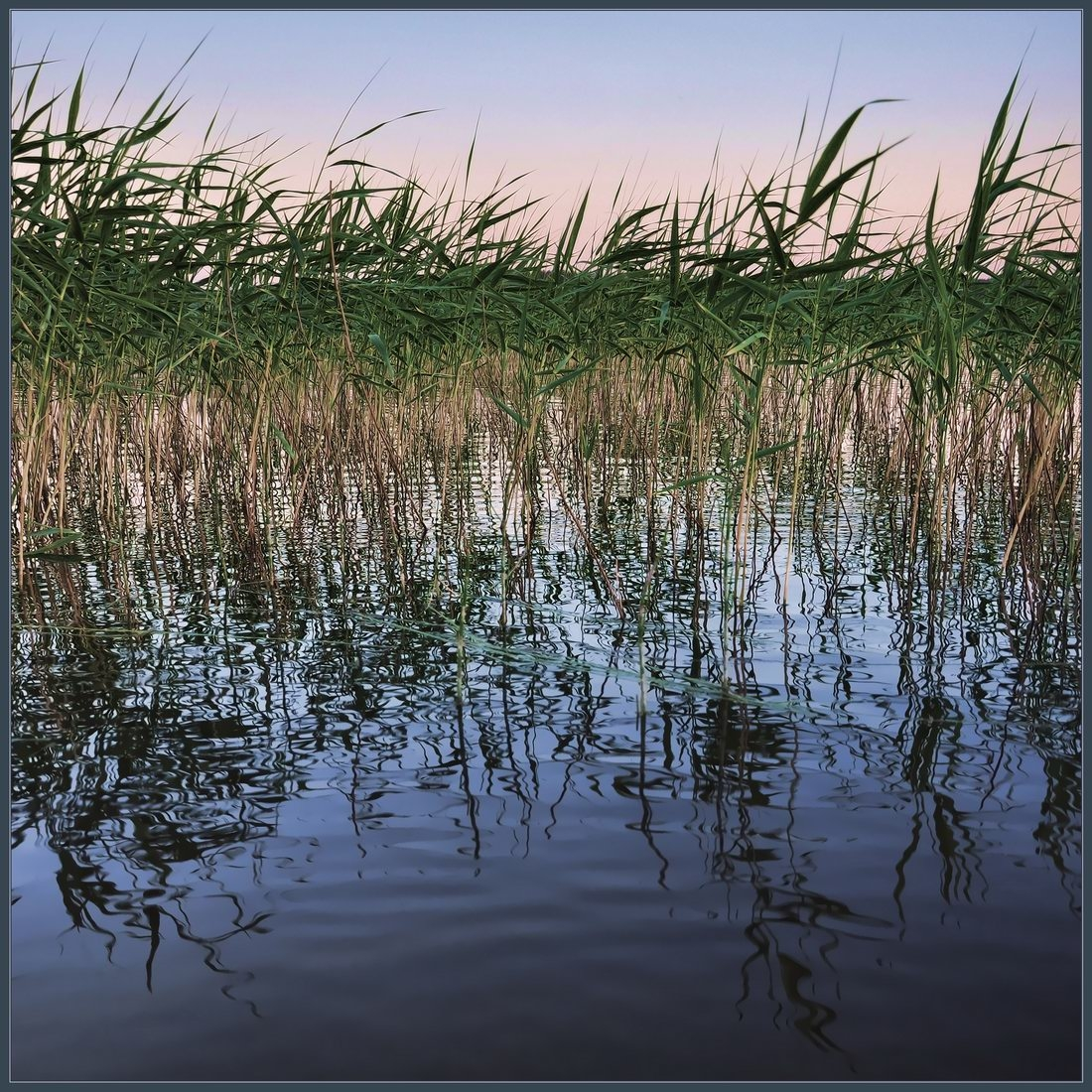 Яндекс Картинки. Камыш озерный.