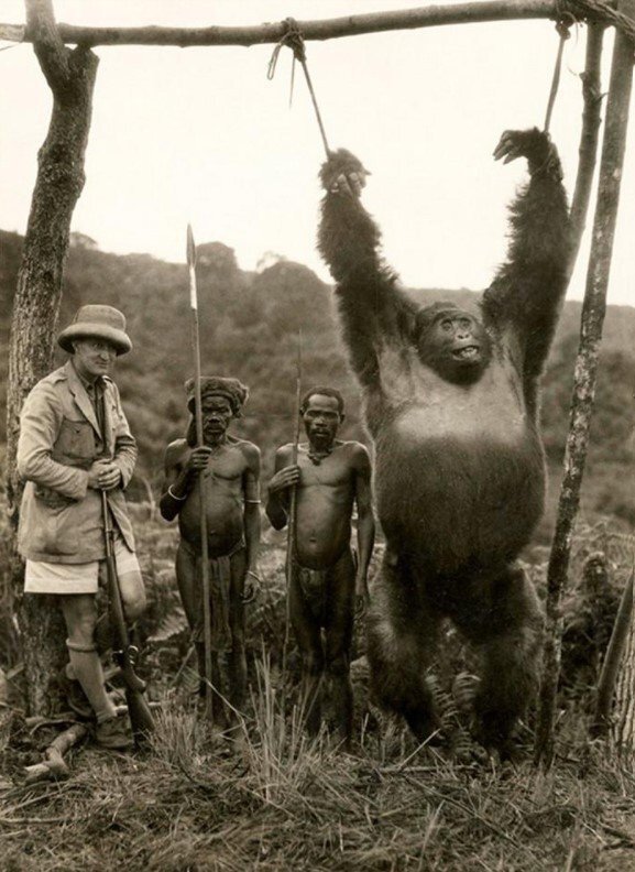 А. Гатти с охотниками-пигмеями и пойманной гориллой. Середина 20-х годов XX века.