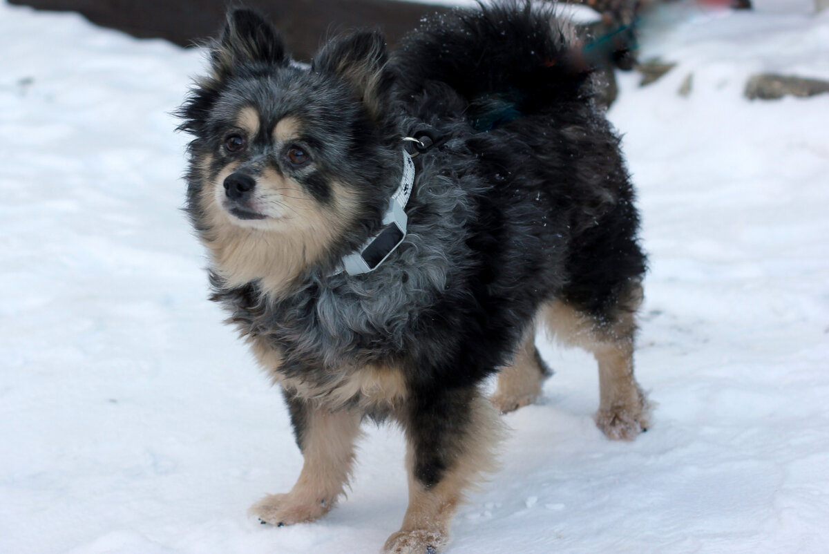 Трекер Petsee — российская разработка с 1 годом гарантии