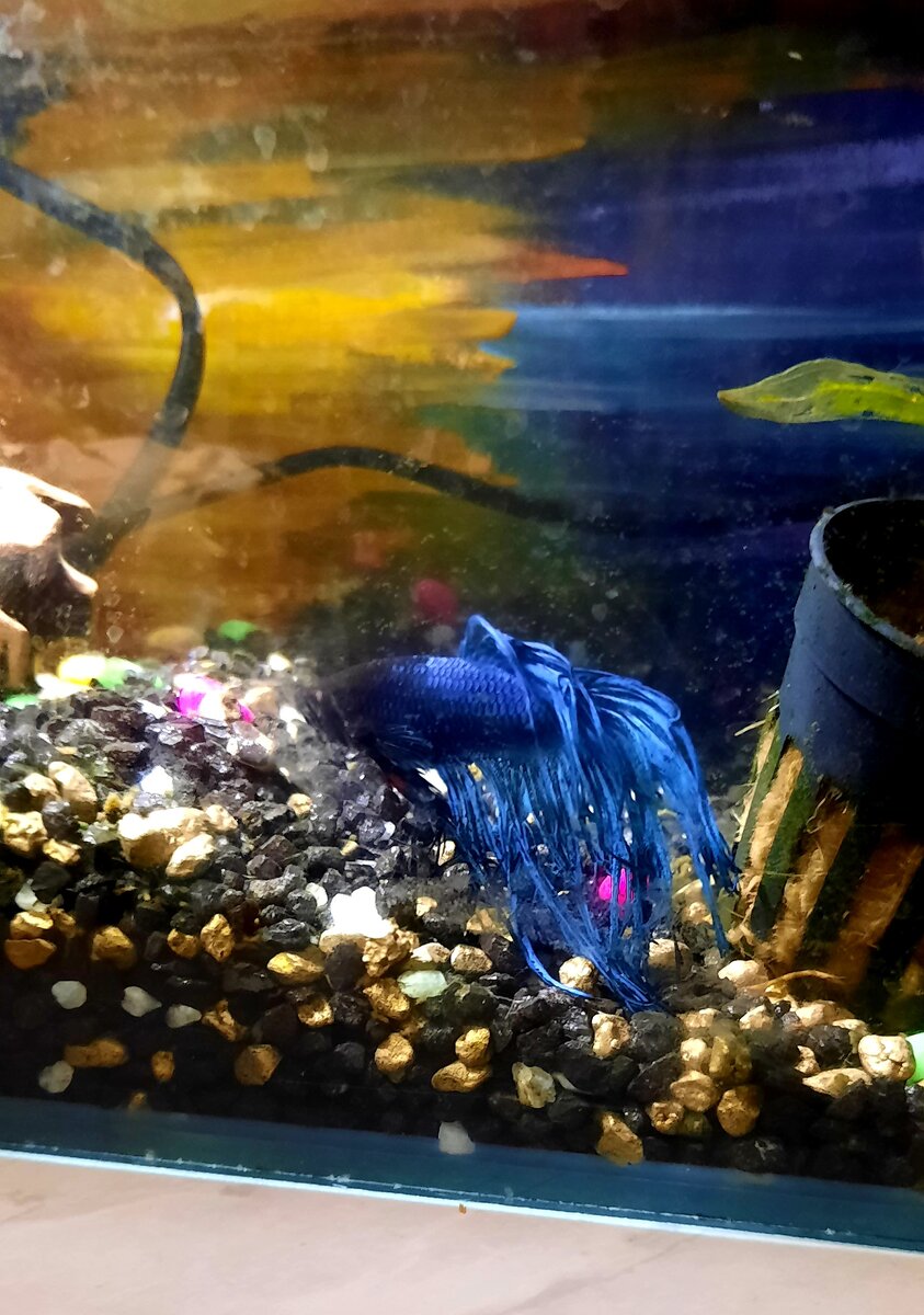 Рыбка-петушок 