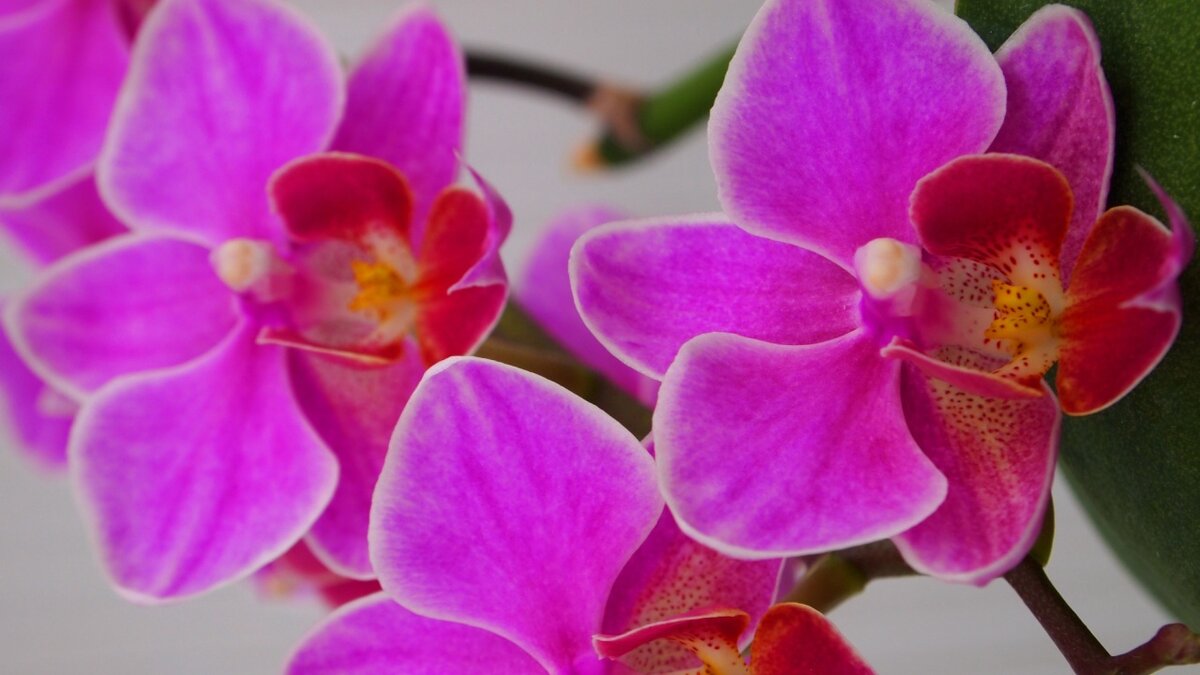 Орхидея розовая