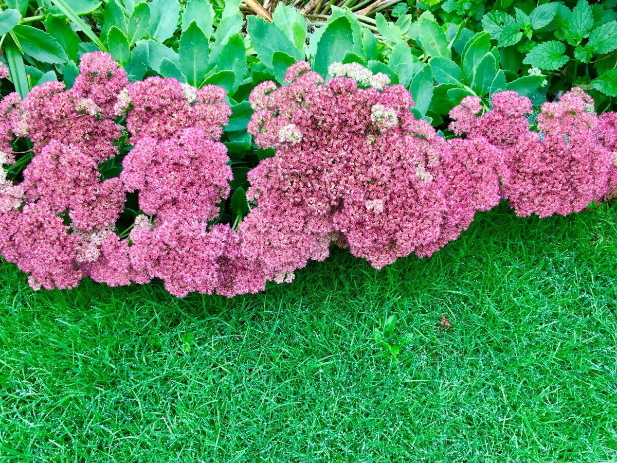 Как найти себя в своем собственном саду. Самые неприхотливые садовые растения. 