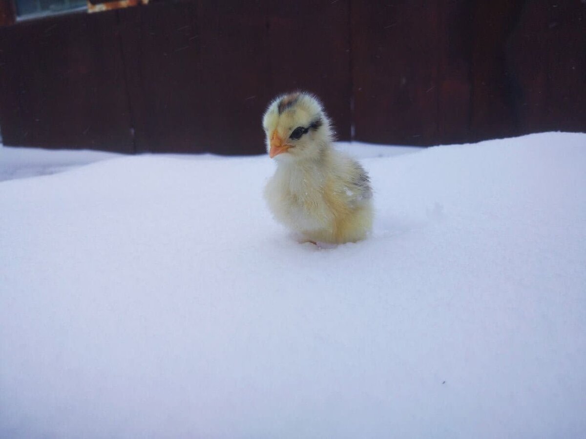 Зима, холода, а у нас - цыплята! 