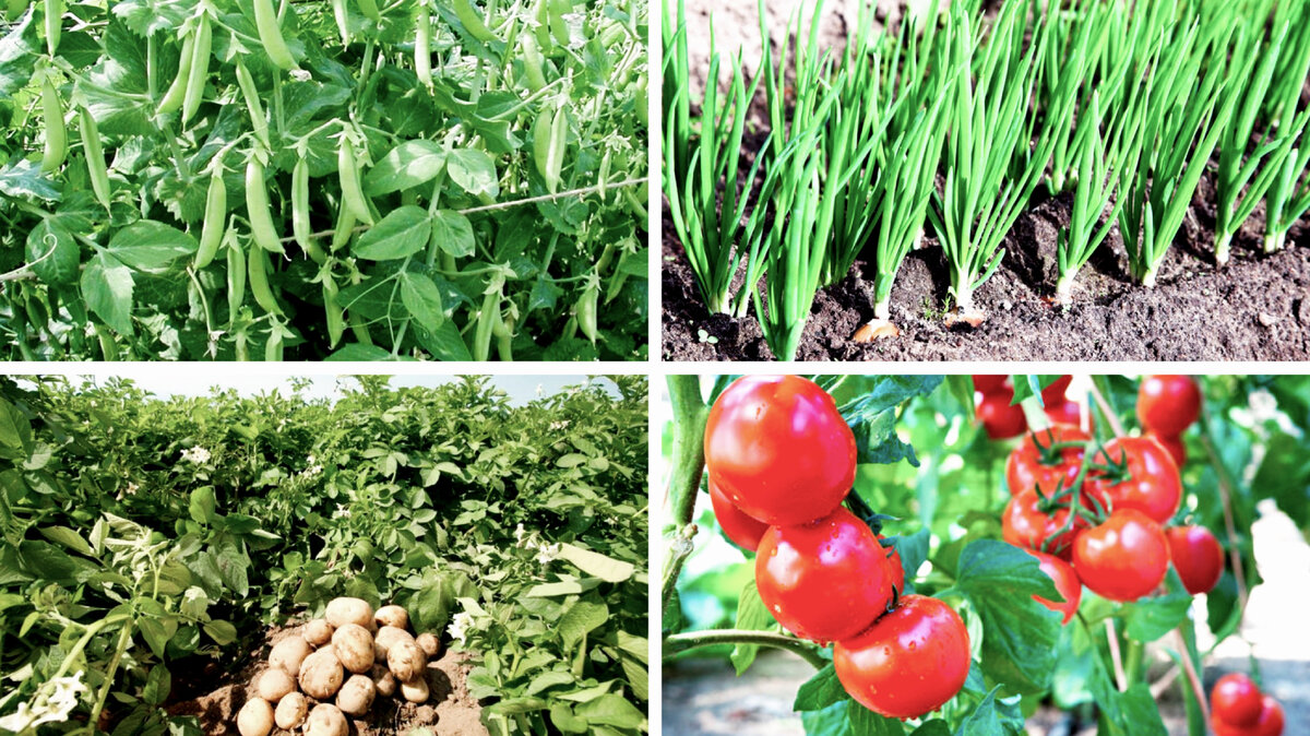 Лучше рядом эти культуры не сажать