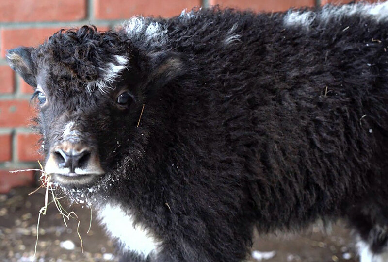 Як Звездочка