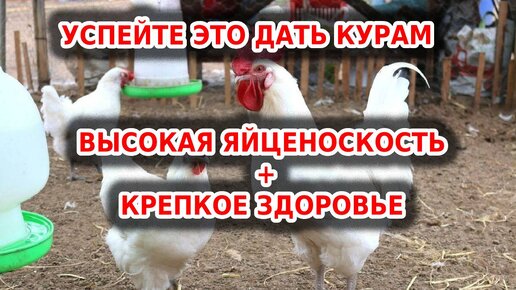 Мягкий корм для птиц. Новый замес.