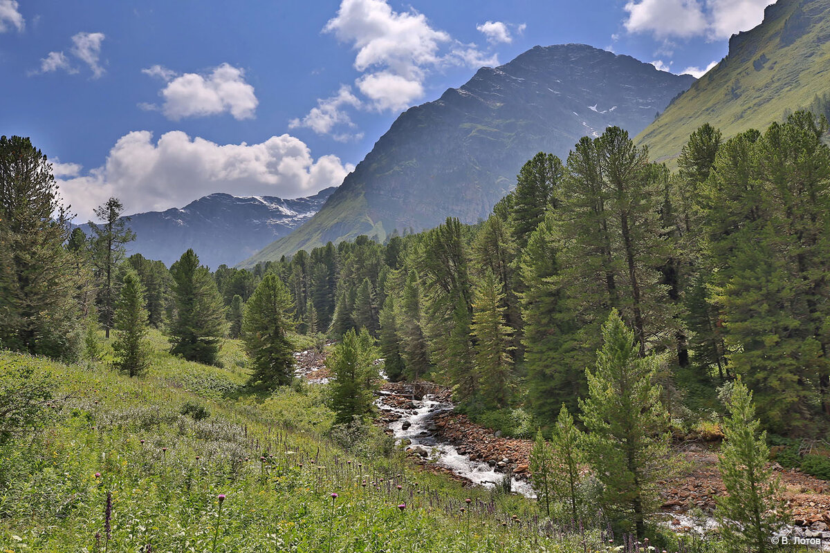 Уймень. Северный Алтайский край. 77 Маршрут Алтай фото. Таёжная трасса.