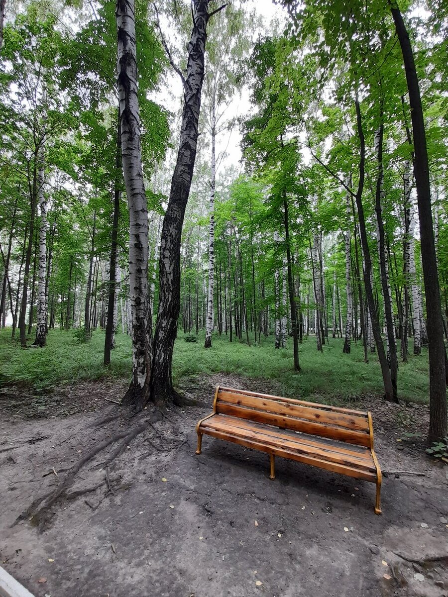 Парк в санатории "Березовая роща". Фото: yandex.ru/maps, Наталья Курлыкова