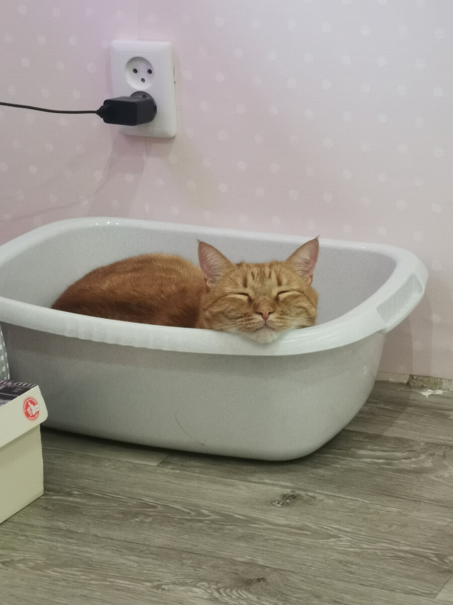 Кекс очень любит тазики