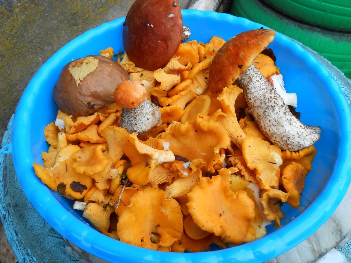 Мои любимые лисички