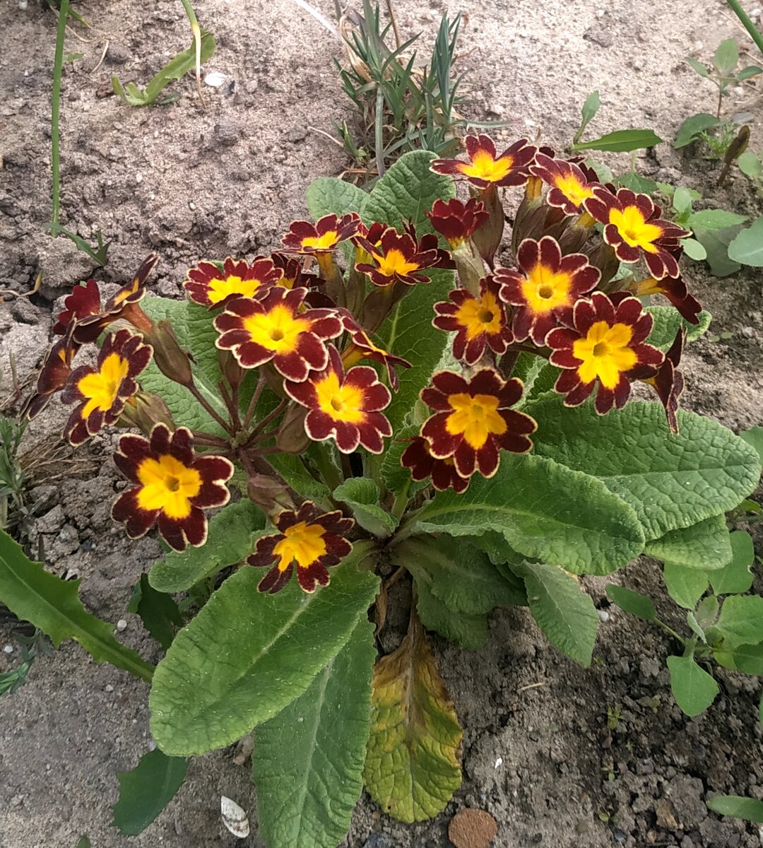 Самые красивые многолетники для полутени! 🌺 | Цветы без границ! 🌺 | Дзен