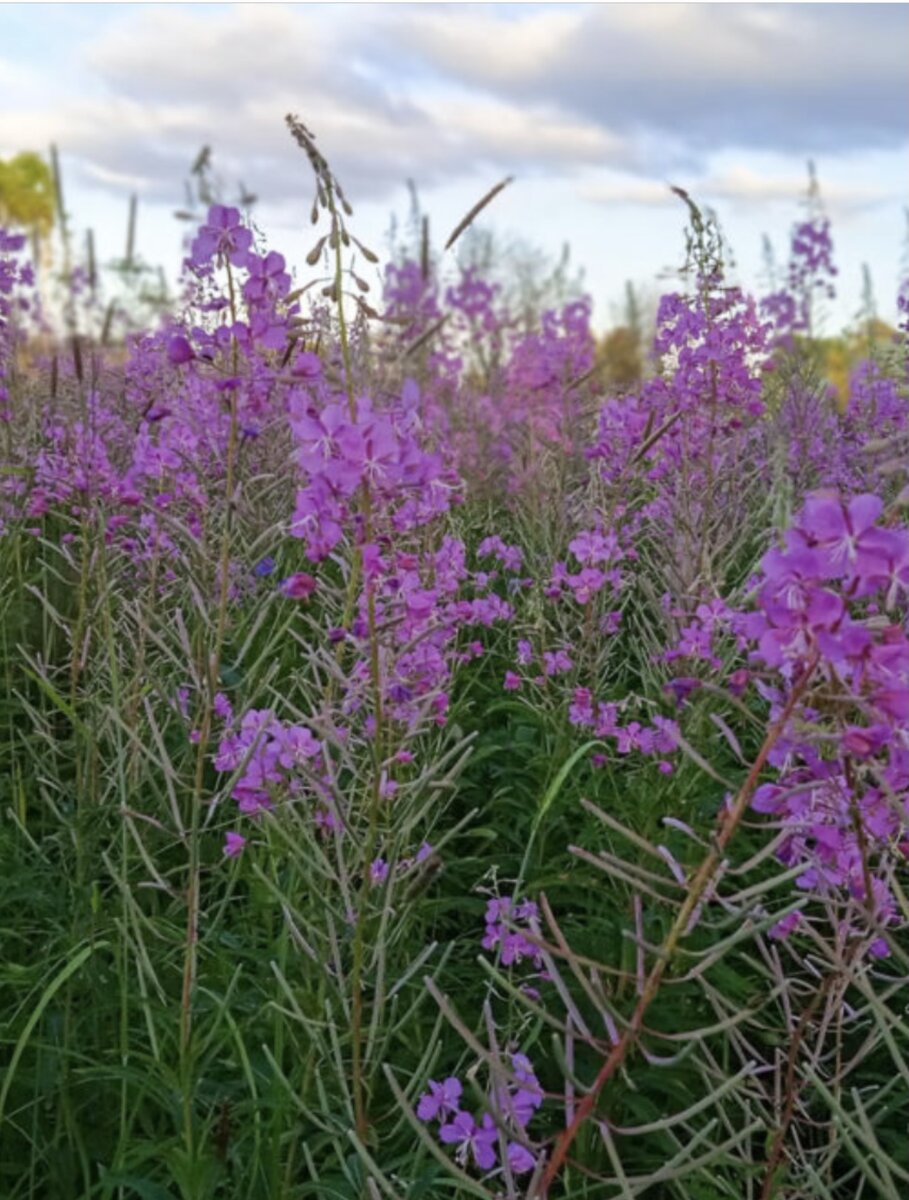 Поля Иван-чая- это красиво!👍❤️  Знаю, что название этого растения «иван-чай»,пишется с малой буквы. Но мое отношение к нему уважительно очень, поэтому  Я обращаюсь к нему именно так-«Иван-чай» с БОЛЬШОЙ БУКВЫ👍❤️