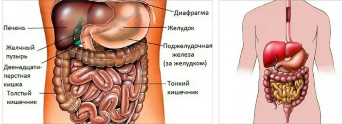Расположение внутренних органов человека под ребрами