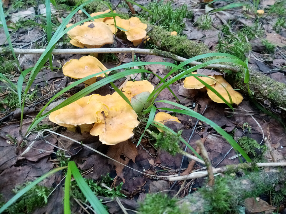 Почему лисички горькие. Могут ли быть лисички червивыми. Лисички горчат после жарки. Говорушка оранжевая гриб. Мороженое лисичка.