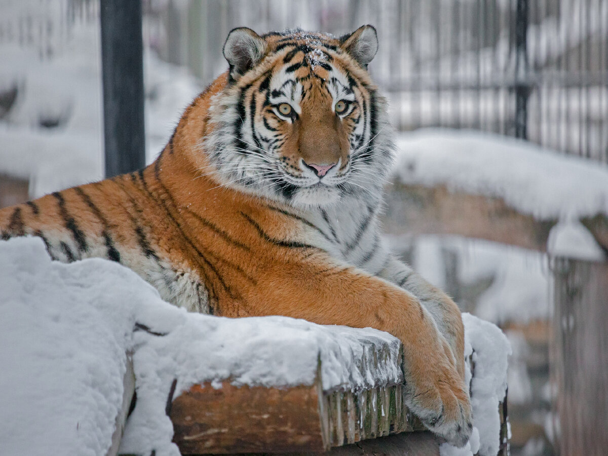 Амурский тигр