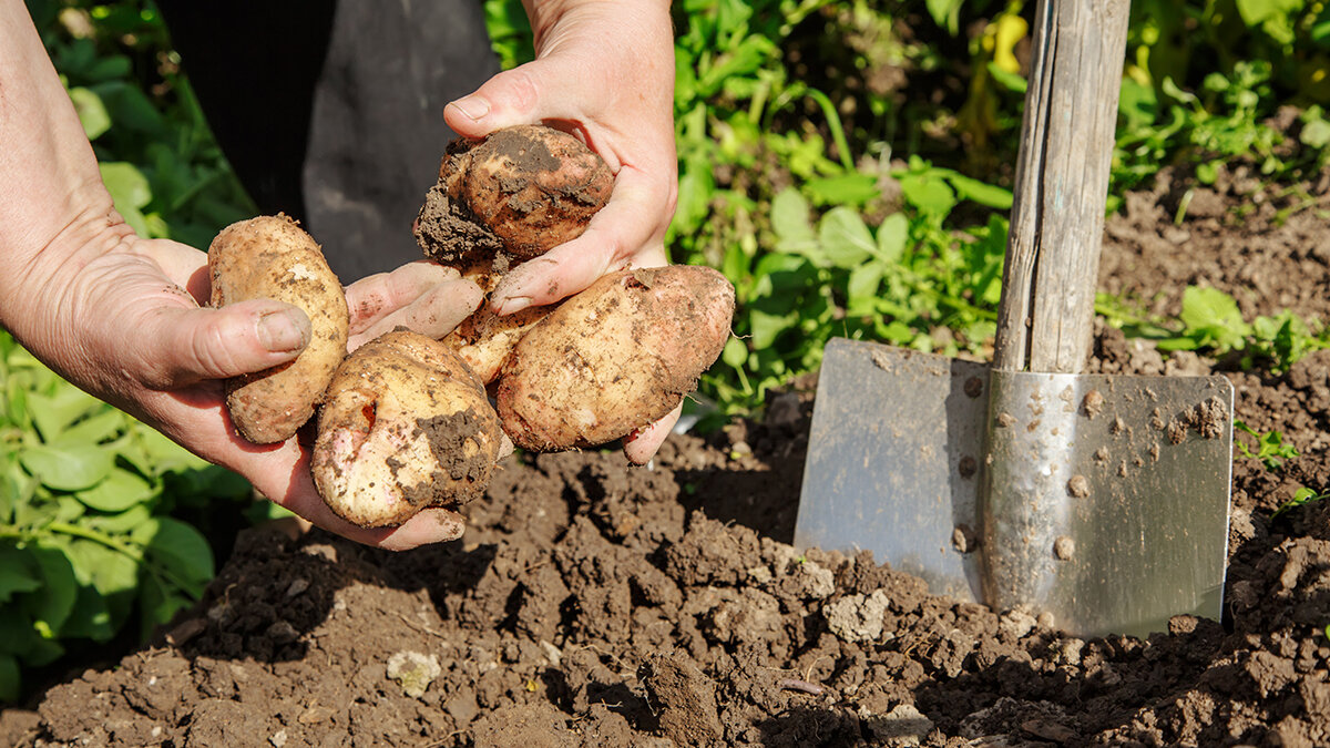 Можно ли сажать картофель после картофеля. Копка картофеля. Копать картофель. Выкапывание картошки. Выкопка картошки.