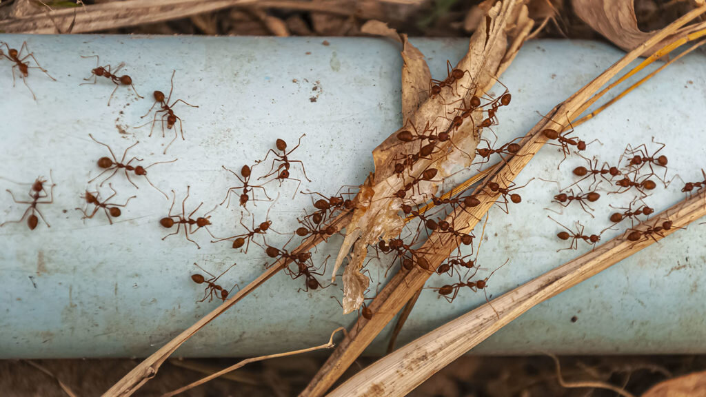   An overhead shot of red ants on the steel blue pipe taken next to Doi Tao Lake, Thailand, Asia Александр Шереметьев