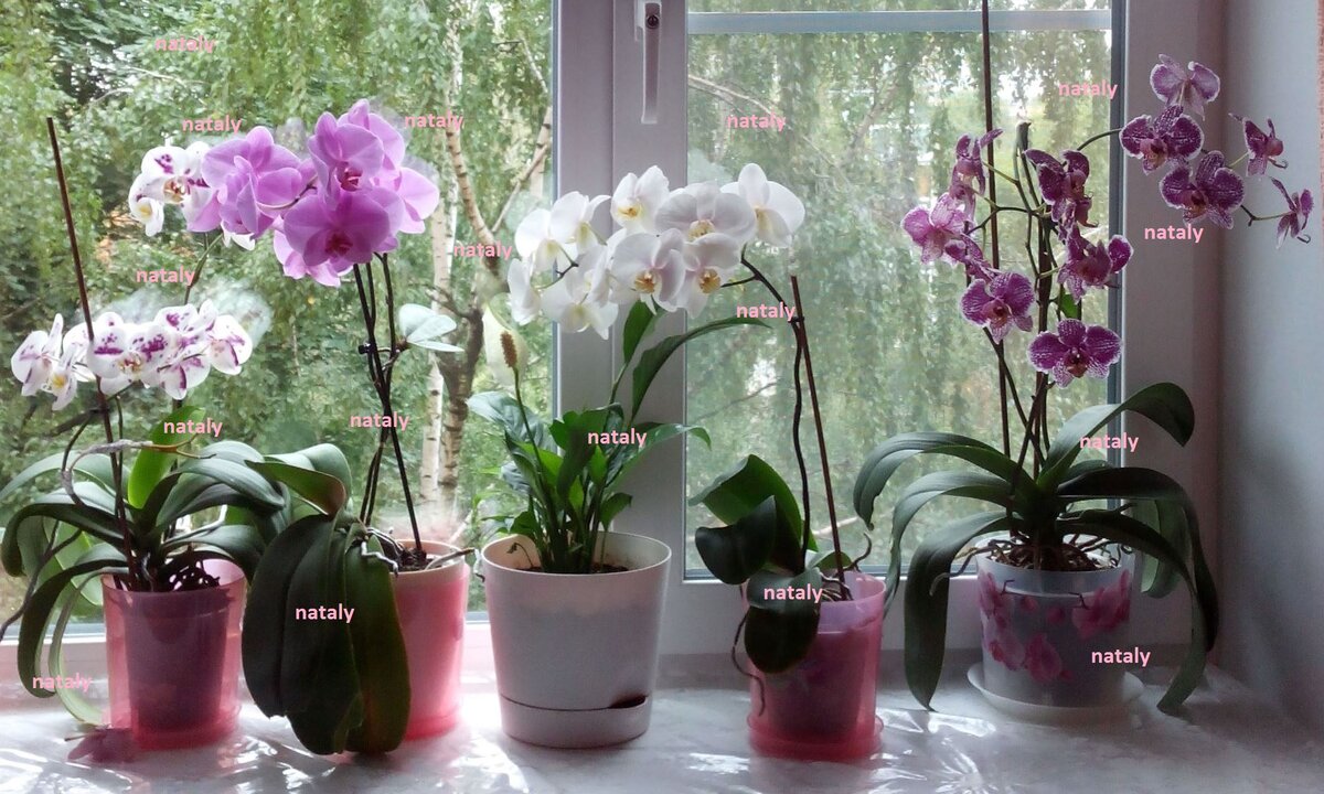 Фото втора.