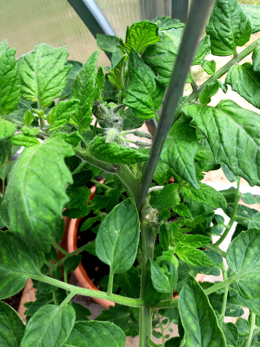 "Оранжевый земледелец" со сломанной верхушкой. Фото автора. 