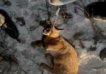    На пассажирском месте рядом с водителем ехала степная рысь Фото: кадр видео