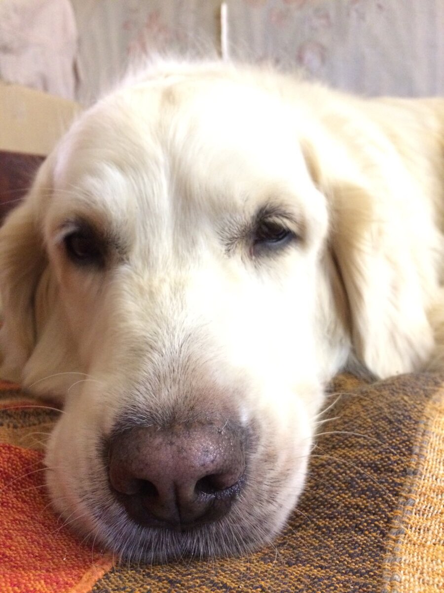 Лойя - великолепная подруга. Но, даже собака понимает, что ежик в руках - её конкурент...Листните вправо