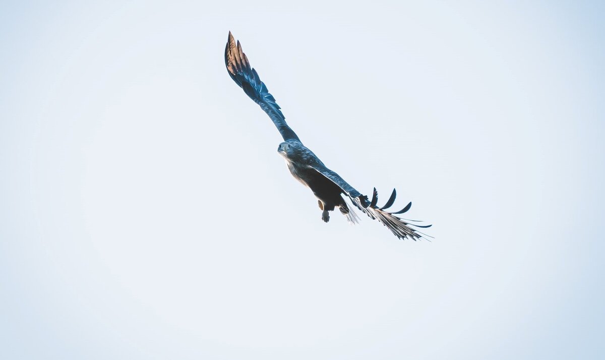 Источник изображения https://unsplash.com
