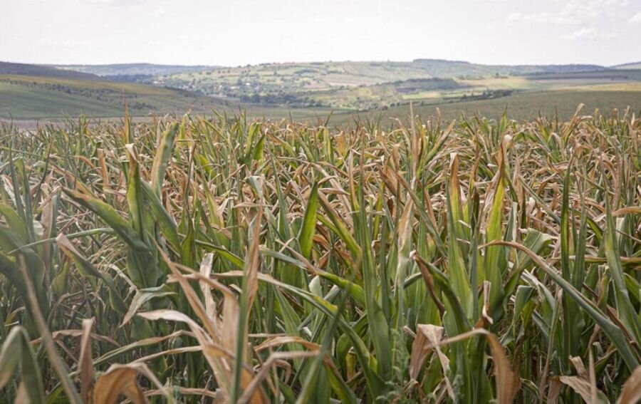 Из-за отсутствия дождей в стране практически полностью погиб урожай пшеницы, подсолнечника и кукурузы