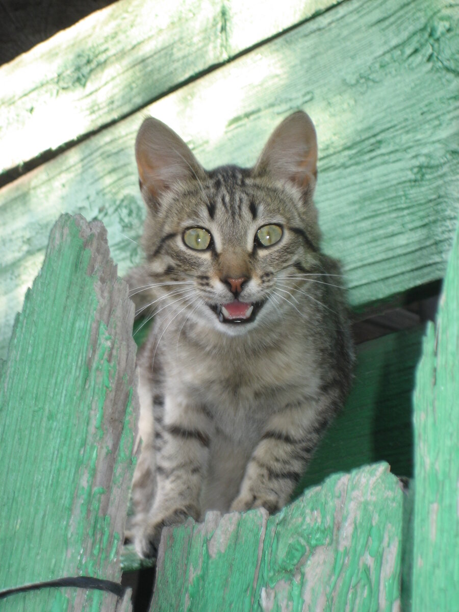 Берегитесь, мыши, я уже тут. Фото из архива автора.