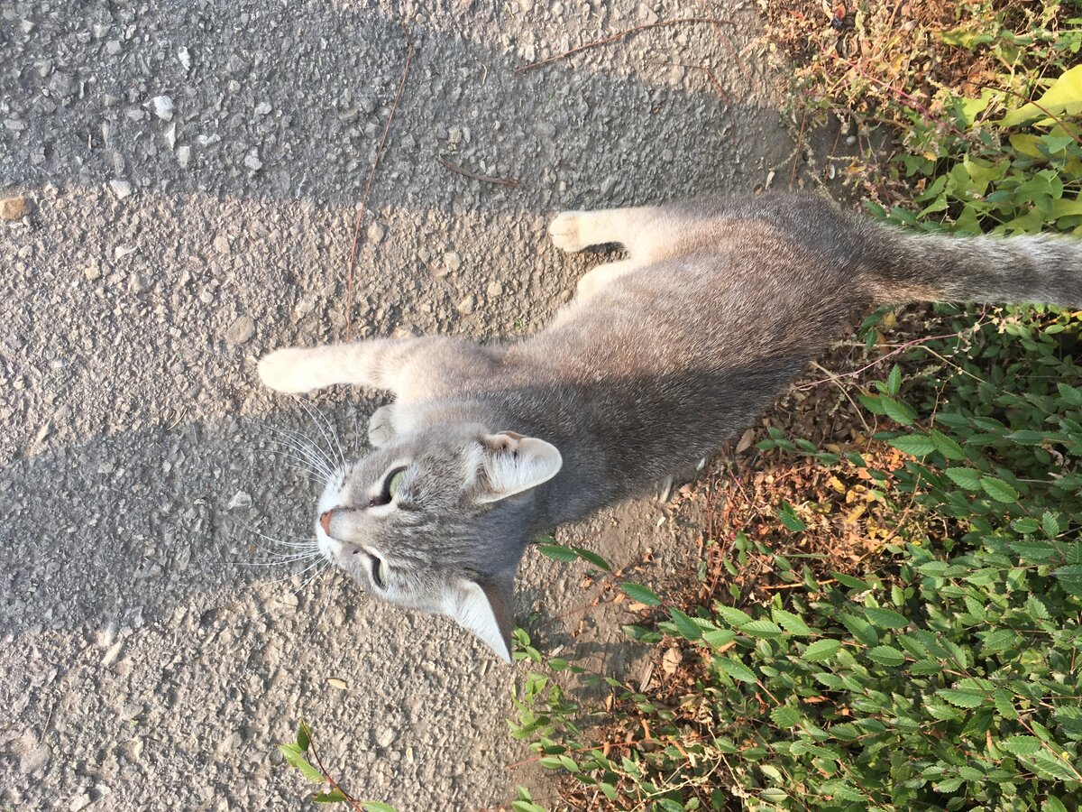 А это я сфотографировала уличную кошечку, красавица.